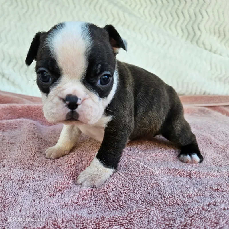 Daisy – Boston Terrier puppy for sale in Oneida, NY