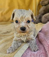 Maxy, a male Maltipoo for sale in Oneida, NY – 2 of 4