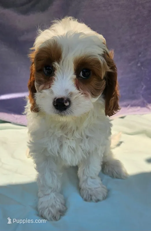 JayJay – Cavapoo puppy for sale in Oneida, NY