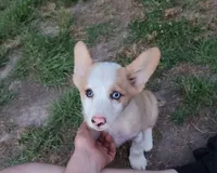 Diamond , a female Pembroke Welsh Corgi for sale in Oneida, NY – 3 of 4