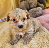 Matty, a male Maltipoo for sale in Oneida, NY – 4 of 4
