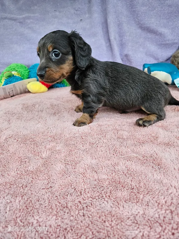 Davy – Miniature Dachshund puppy for sale in Oneida, NY