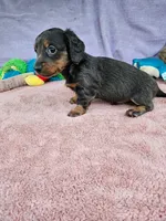 Davy, a male Miniature Dachshund for sale in Oneida, NY – 1 of 5