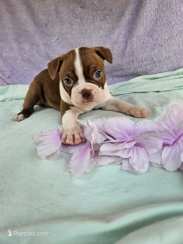 Hugs – Boston Terrier puppy for sale in Oneida, NY