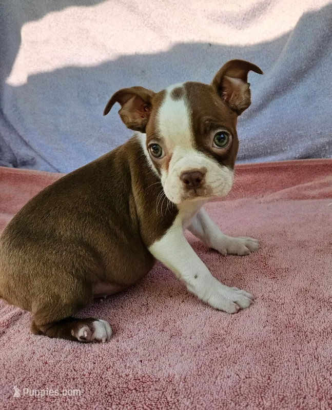 Kisses  – Boston Terrier puppy for sale in Oneida, NY