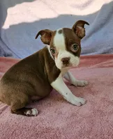 Kisses , a female Boston Terrier for sale in Oneida, NY – 1 of 7
