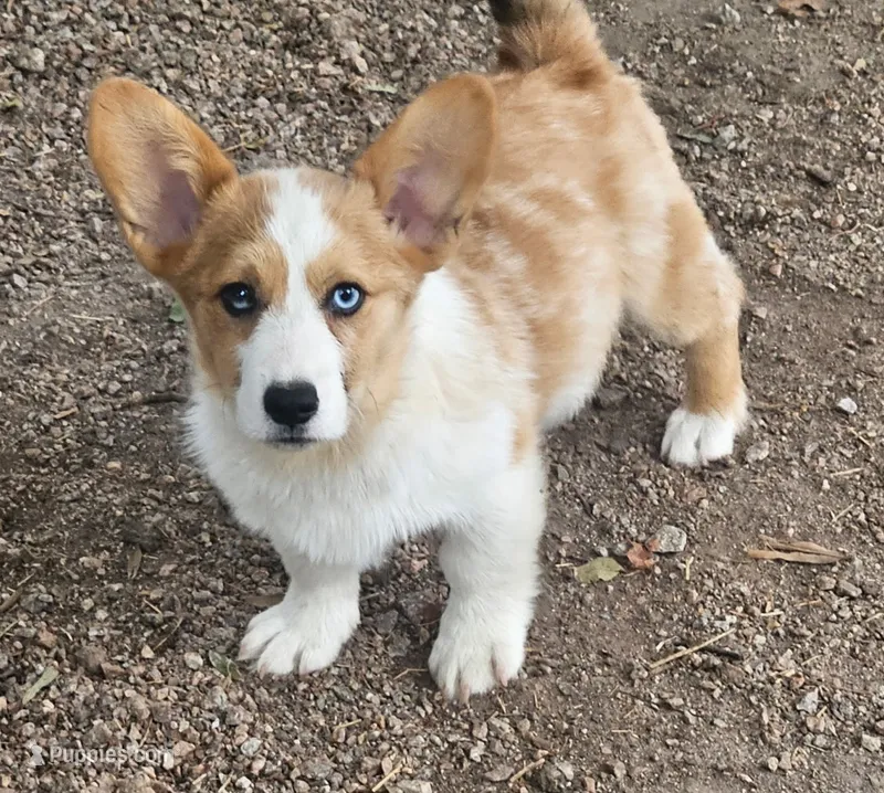 Petey – Pembroke Welsh Corgi puppy for sale in Oneida, NY