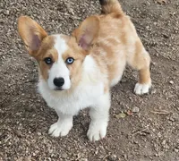 Petey, a male Pembroke Welsh Corgi for sale in Oneida, NY – 1 of 2