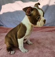 Kisses , a female Boston Terrier for sale in Oneida, NY – 2 of 7
