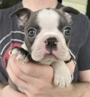 ZAG, a male Boston Terrier for sale in Oneida, NY – 4 of 5