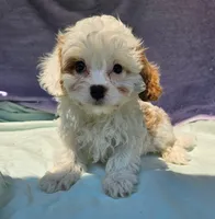 Jimmie , a male Cavapoo for sale in Oneida, NY – 2 of 4