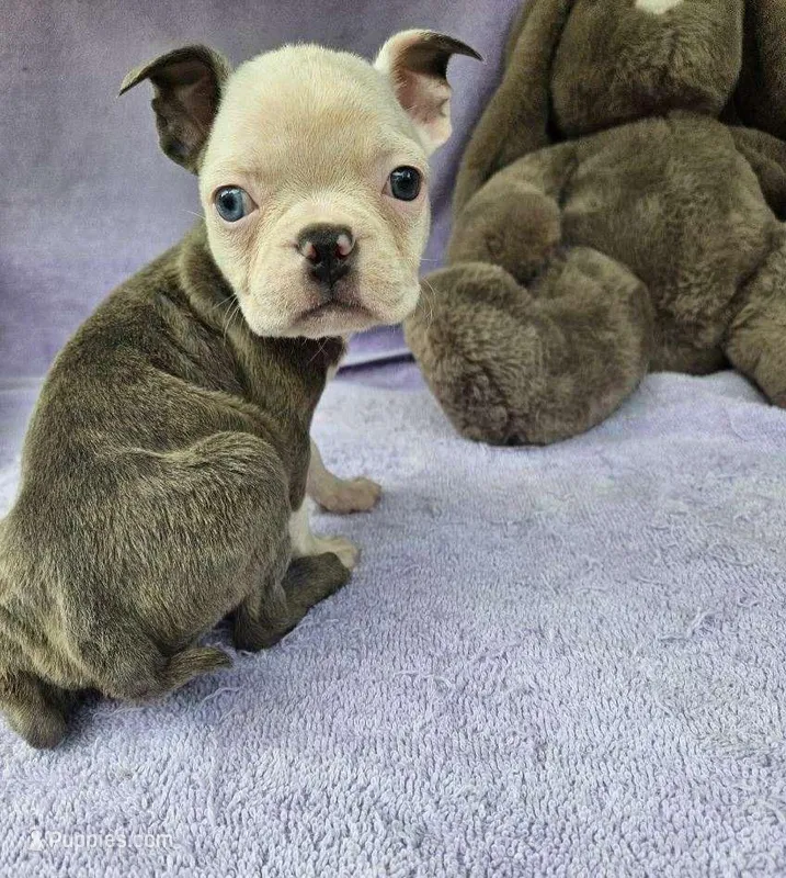 Angel – Boston Terrier puppy for sale in Oneida, NY