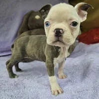 Angel, a female Boston Terrier for sale in Oneida, NY – Photo 2 of 2