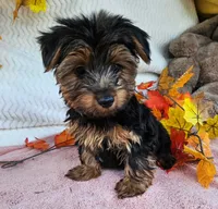 Sal, a male Yorkshire Terrier for sale in Oneida, NY – 4 of 4