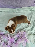 Sugars, a female Boston Terrier for sale in Oneida, NY – 3 of 3