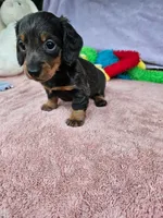 Davy, a male Miniature Dachshund for sale in Oneida, NY – 4 of 5