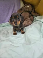 Nathan , a male Miniature Dachshund for sale in Oneida, NY – 3 of 5