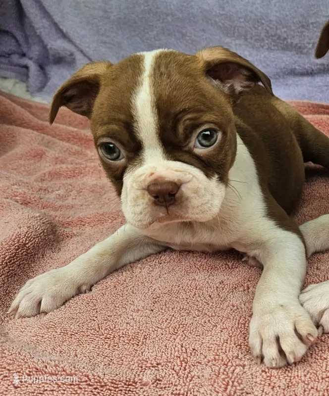 Rosie – Boston Terrier puppy for sale in Oneida, NY