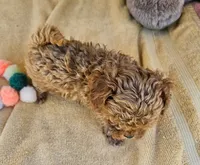 Blaze , a male Maltipoo for sale in Oneida, NY – 2 of 3