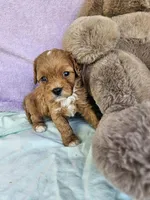 Clover, a female Cavapoo for sale in Oneida, NY – Photo 2 of 3