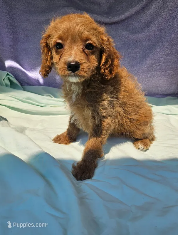 Shirley – Cavapoo puppy for sale in Oneida, NY