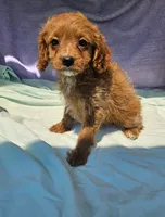 Shirley, a male Cavapoo for sale in Oneida, NY – 1 of 3