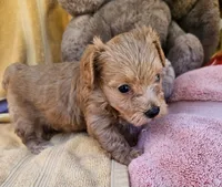 Marvin, a male Maltipoo for sale in Oneida, NY – 3 of 4