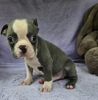 Luke, a male Boston Terrier for sale in Oneida, NY – Photo 3 of 4