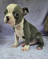 Luke, a male Boston Terrier for sale in Oneida, NY – Photo 1 of 4