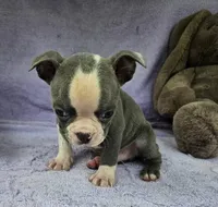 Luke, a male Boston Terrier for sale in Oneida, NY – Photo 2 of 4