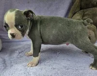 Luke, a male Boston Terrier for sale in Oneida, NY – Photo 4 of 4