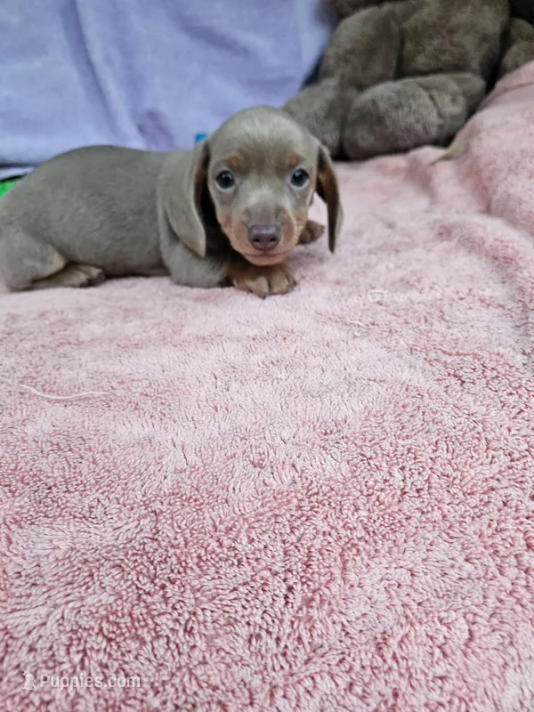 Milly – Miniature Dachshund puppy for sale in Oneida, NY
