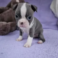 Benny, a male Boston Terrier for sale in Oneida, NY – Photo 1 of 2