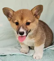 Poppy, a male Pembroke Welsh Corgi for sale in Oneida, NY – Photo 3 of 4