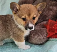 Poppy, a male Pembroke Welsh Corgi for sale in Oneida, NY – Photo 4 of 4