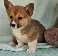 Poppy, a male Pembroke Welsh Corgi for sale in Oneida, NY – Photo 2 of 4