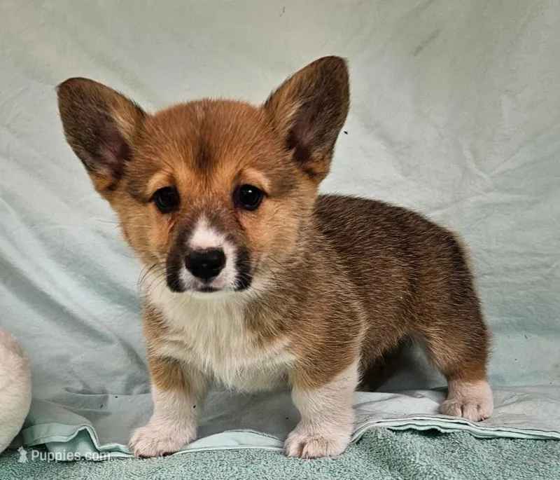 Poppy – Pembroke Welsh Corgi puppy for sale in Oneida, NY