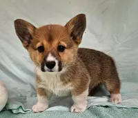 Poppy, a male Pembroke Welsh Corgi for sale in Oneida, NY – Photo 1 of 4