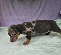 Natalia , a female Miniature Dachshund for sale in Oneida, NY – 2 of 4