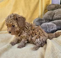 Blaine , a male Maltipoo for sale in Oneida, NY – 6 of 6