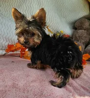 Star, a female Yorkshire Terrier for sale in Oneida, NY – 3 of 4