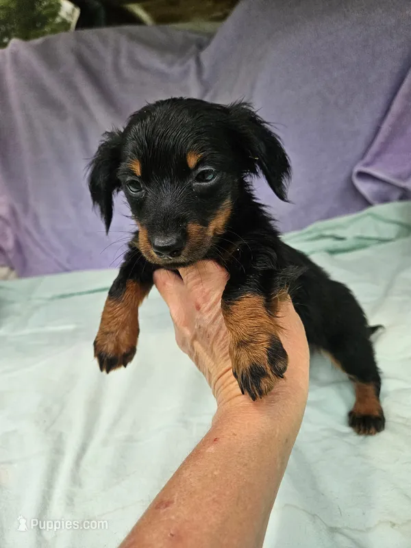 Nancy , a female Miniature Dachshund for sale in Oneida, NY – 1 of 3