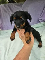 Nancy , a female Miniature Dachshund for sale in Oneida, NY – 1 of 3