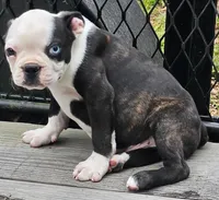 Bluey, a male Boston Terrier for sale in Oneida, NY – 1 of 2