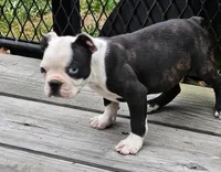 Bluey, a male Boston Terrier for sale in Oneida, NY – 2 of 2