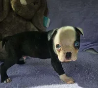 Bluey, a male Boston Terrier for sale in Oneida, NY – Photo 2 of 2