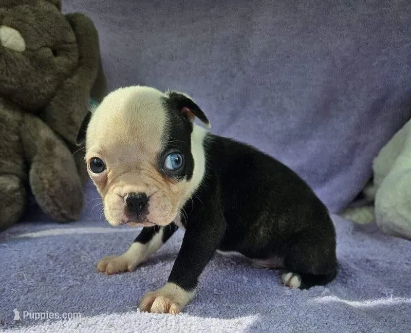 Bluey – Boston Terrier puppy for sale in Oneida, NY
