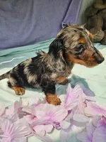 Natalie , a female Miniature Dachshund for sale in Oneida, NY – 2 of 3