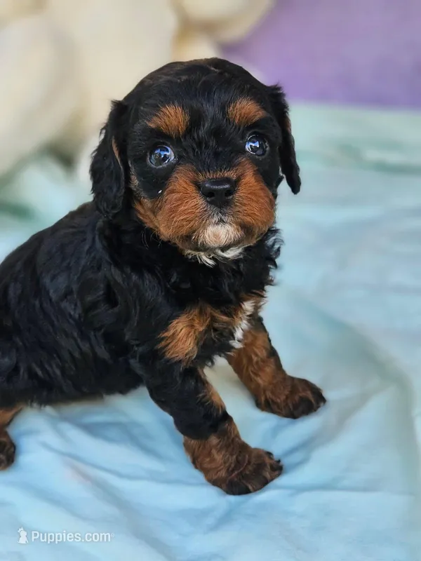Sage – Cavapoo puppy for sale in Oneida, NY