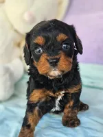 Sage, a female Cavapoo for sale in Oneida, NY – Photo 3 of 3